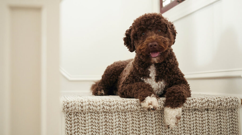 Dog on carpeted stairs