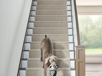 Carpet - Chase - Briarwood Carpet - Chase - Briarwood